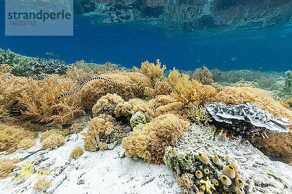 Ein erwachsener Gebänderter Seekrait (Laticauda colubrina) vor der Insel Bangka  vor der nordöstlichen Spitze von Sulawesi  Indonesien  Südostasien  Asien