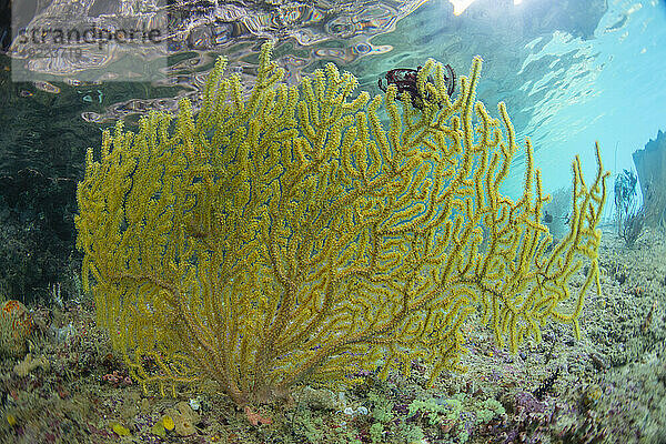 Ein Gorgonien der Gattung Acanthogorgia  am Freewin Wall  in der Nähe der Insel Waigeo  Raja Ampat  Indonesien  Südostasien  Asien