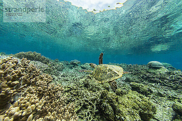 Eine ausgewachsene Karettschildkröte (Eretmochelys imbricata) am Sauwaderek Village Reef  Raja Ampat  Indonesien  Südostasien  Asien