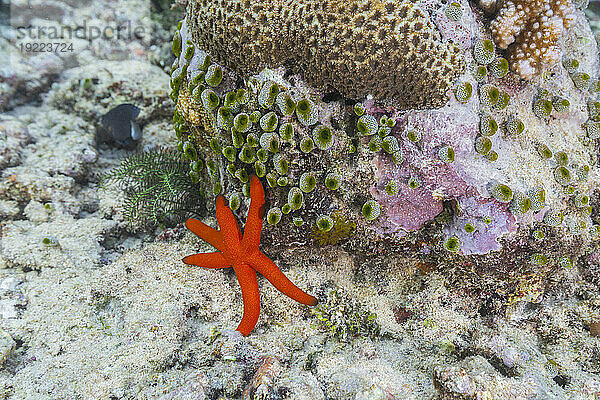 Ein erwachsener Luzon-Seestern (Echinaster luzonicus) in den flachen Riffen vor der Insel Bangka  Indonesien  Südostasien  Asien