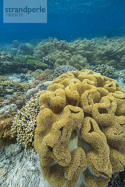 Korallen im kristallklaren Wasser in den flachen Riffen vor der Insel Bangka  vor der nordöstlichen Spitze von Sulawesi  Indonesien  Südostasien  Asien