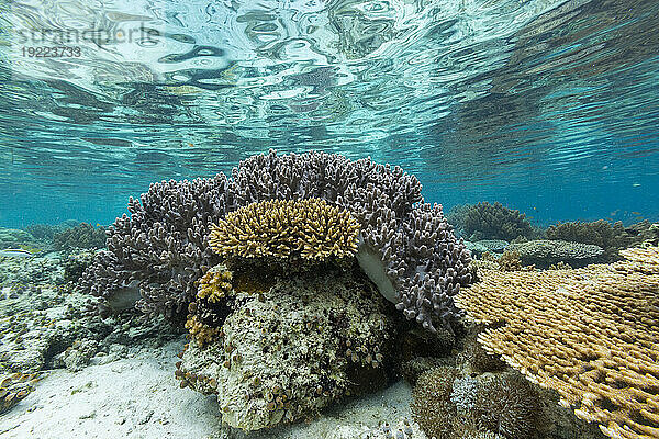 Korallen im kristallklaren Wasser in den flachen Riffen vor der Insel Bangka  vor der nordöstlichen Spitze von Sulawesi  Indonesien  Südostasien  Asien