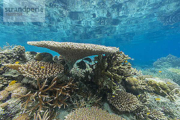 Korallen im kristallklaren Wasser in den flachen Riffen vor der Insel Bangka  vor der nordöstlichen Spitze von Sulawesi  Indonesien  Südostasien  Asien