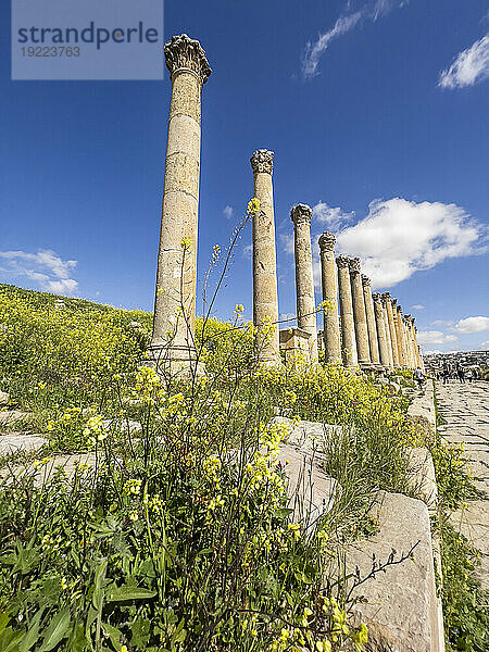 Blumen vor Säulen in der antiken Stadt Jerash  die vermutlich 331 v. Chr. von Alexander dem Großen in Jerash  Jordanien  Naher Osten  gegründet wurde