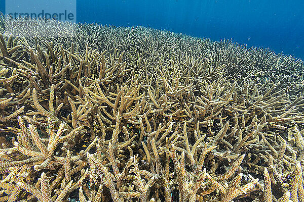 Korallen im kristallklaren Wasser in den flachen Riffen vor der Insel Bangka  vor der nordöstlichen Spitze von Sulawesi  Indonesien  Südostasien  Asien