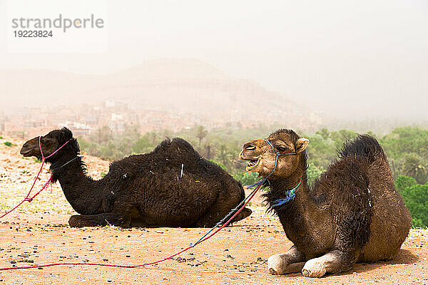 Kamele  Atlasgebirge  Provinz Ouarzazate  Marokko  Nordafrika  Afrika