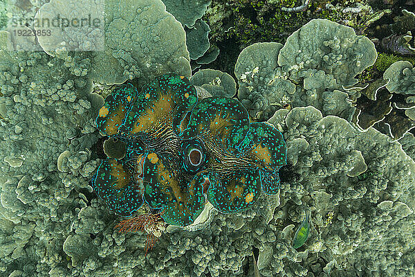 Riesige Tridacna-Muscheln  Gattung Tridacna  in den flachen Riffen vor Wayag Bay  Raja Ampat  Indonesien  Südostasien  Asien