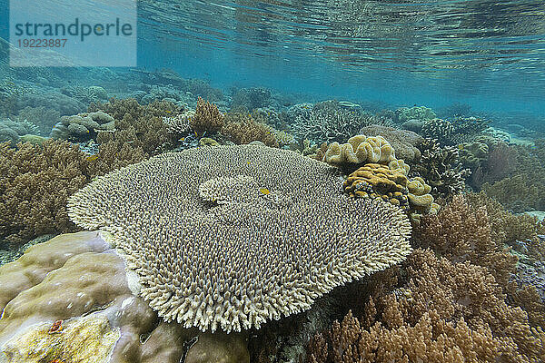 Korallen im kristallklaren Wasser in den flachen Riffen vor der Insel Bangka  vor der nordöstlichen Spitze von Sulawesi  Indonesien  Südostasien  Asien