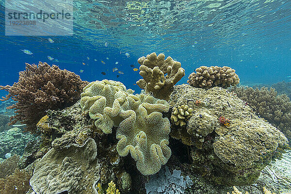 Korallen im kristallklaren Wasser in den flachen Riffen vor der Insel Bangka  vor der nordöstlichen Spitze von Sulawesi  Indonesien  Südostasien  Asien