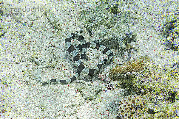 Ein ausgewachsener Harlekin-Schlangenaal (Myrichthys colobrinus) auf der Jagd vor der Insel Bangka  vor der nordöstlichen Spitze von Sulawesi  Indonesien  Südostasien  Asien