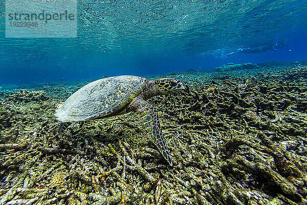 Eine ausgewachsene Karettschildkröte (Eretmochelys imbricata) mit Fotograf am Sauwaderek Village Reef  Raja Ampat  Indonesien  Südostasien  Asien