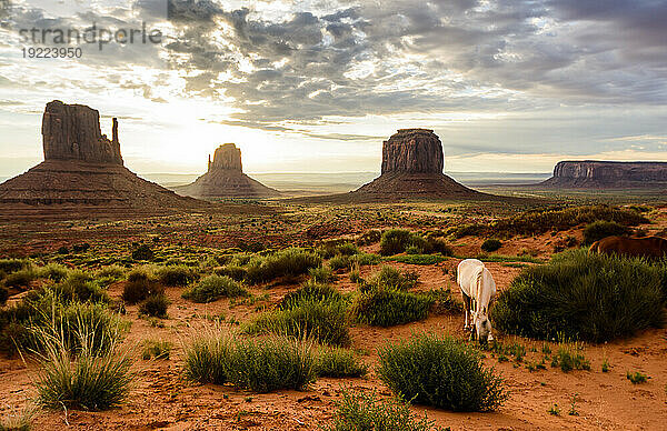 Weißes Pferd grast im roten Sand des Monument Valley vor dem klassischen Sonnenaufgangsblick  Monument Valley  Arizona  Vereinigte Staaten von Amerika  Nordamerika