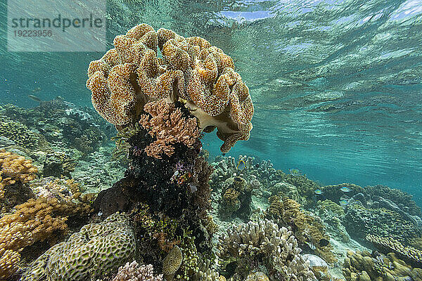 Korallen im kristallklaren Wasser in den flachen Riffen vor der Insel Bangka  vor der nordöstlichen Spitze von Sulawesi  Indonesien  Südostasien  Asien