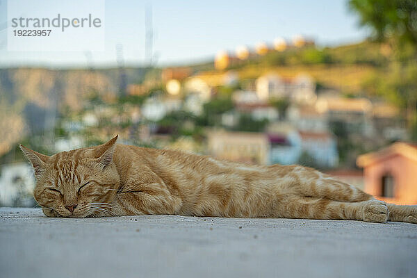 Katze döst in Assos in der goldenen Stunde  Assos  Kefalonia  Ionische Inseln  griechische Inseln  Griechenland  Europa