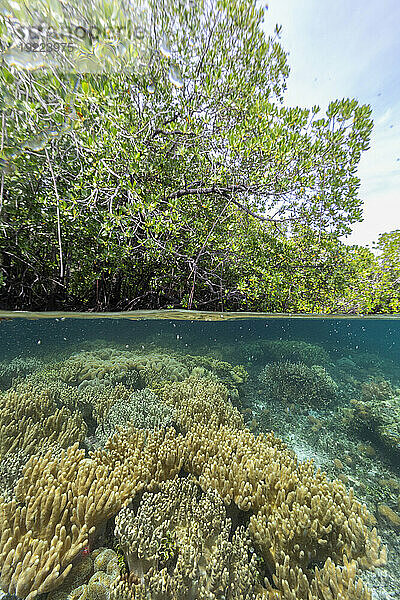 Oben/unten Ansicht der flachen Mangroven vor der Insel Bangka  vor der nordöstlichen Spitze von Sulawesi  Indonesien  Südostasien  Asien