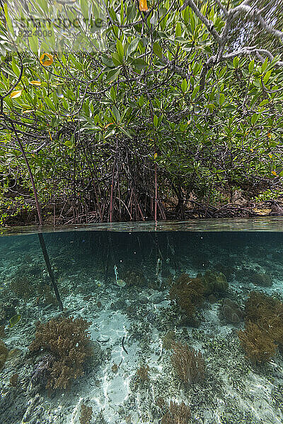 Oben/unten Ansicht der flachen Mangroven vor der Insel Bangka  vor der nordöstlichen Spitze von Sulawesi  Indonesien  Südostasien  Asien