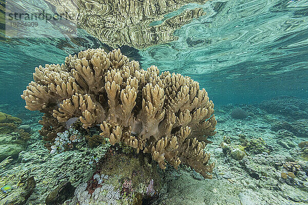 Korallen im kristallklaren Wasser in den flachen Riffen vor der Insel Bangka  vor der nordöstlichen Spitze von Sulawesi  Indonesien  Südostasien  Asien