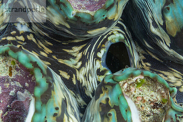 Riesige Tridacna-Muscheln  Gattung Tridacna  in den flachen Riffen vor den Äquatorinseln  Raja Ampat  Indonesien  Südostasien  Asien