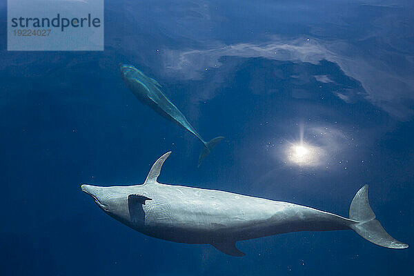 Eine Gruppe von indopazifischen Großen Tümmlern (Tursiops aduncus) vor der Insel Bangka  vor der nordöstlichen Spitze von Sulawesi  Indonesien  Südostasien  Asien