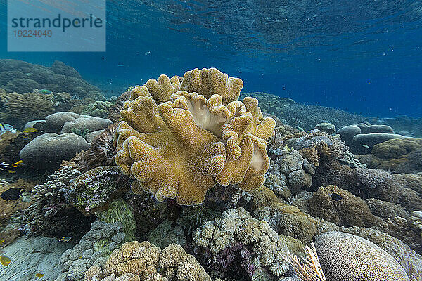 Korallen im kristallklaren Wasser in den flachen Riffen vor der Insel Bangka  vor der nordöstlichen Spitze von Sulawesi  Indonesien  Südostasien  Asien