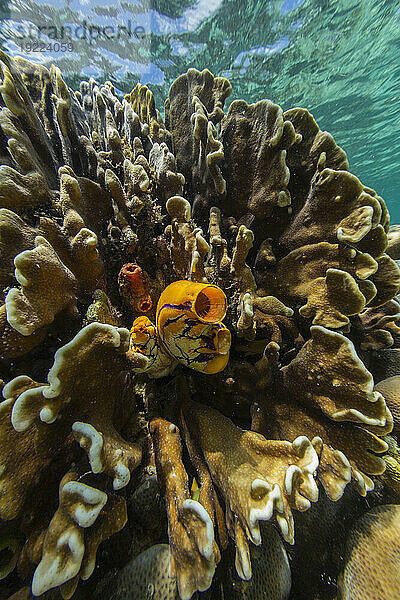 Eine goldene Seescheide (Polycarpa aurata) auf dem Riff vor der Insel Bangka  vor der nordöstlichen Spitze von Sulawesi  Indonesien  Südostasien  Asien