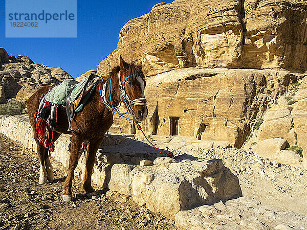 Jordanisches Pferd  Archäologischer Park Petra  UNESCO-Weltkulturerbe  eines der neuen sieben Weltwunder  Petra  Jordanien  Naher Osten