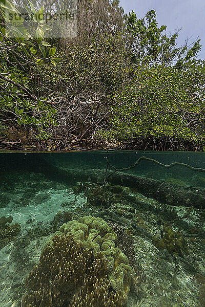 Oben/unten Ansicht der flachen Mangroven vor der Insel Bangka  vor der nordöstlichen Spitze von Sulawesi  Indonesien  Südostasien  Asien