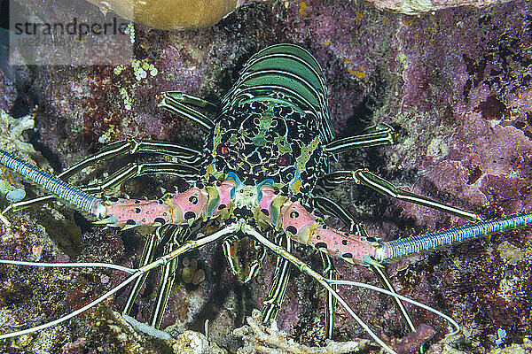 Eine ausgewachsene Languste (Panuluris versicolor) jagt vor der Insel Bangka  vor der nordöstlichen Spitze von Sulawesi  Indonesien  Südostasien  Asien