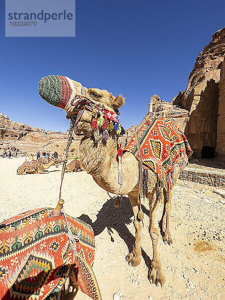 Kamel auf der Straße der Fassaden  Archäologischer Park Petra  UNESCO-Weltkulturerbe  eines der neuen sieben Weltwunder  Petra  Jordanien  Naher Osten