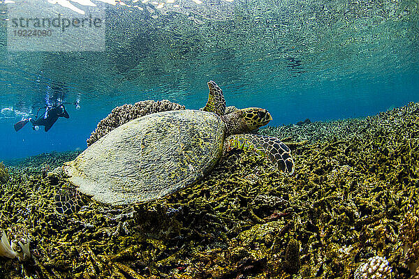 Eine ausgewachsene Karettschildkröte (Eretmochelys imbricata) mit Fotograf am Sauwaderek Village Reef  Raja Ampat  Indonesien  Südostasien  Asien