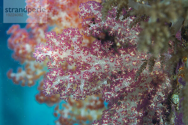 Weichkorallen der Gattung Scleronephthya in den flachen Riffen vor Sauwaderek Village Reef  Raja Ampat  Indonesien  Südostasien  Asien