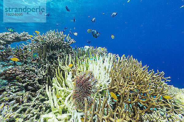 Ein ausgewachsener Dornenkronen-Seestern (Acanthaster planci) in den flachen Riffen vor Bangka Island  Indonesien  Südostasien  Asien