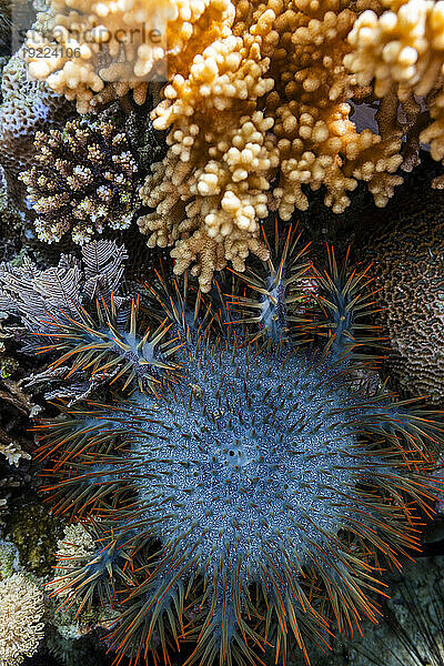 Ein ausgewachsener Dornenkronen-Seestern (Acanthaster planci) in den flachen Riffen vor Bangka Island  Indonesien  Südostasien  Asien