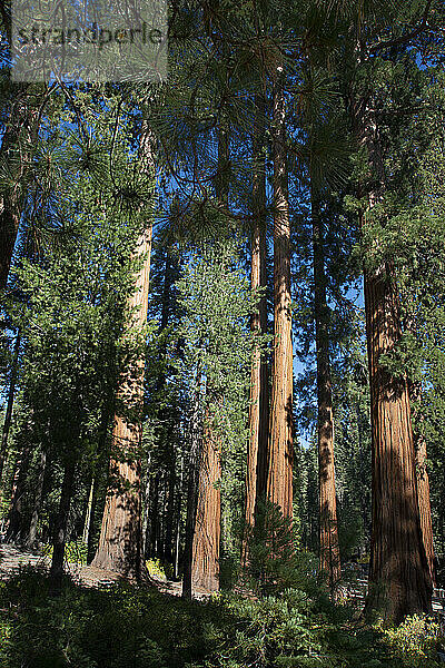 Mariposa Grove  Yosemite-Nationalpark  UNESCO-Weltkulturerbe  Kalifornien  Vereinigte Staaten von Amerika  Nordamerika