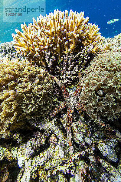 Ein ausgewachsener Halsketten-Seestern (Fromia monilis) in den flachen Riffen vor der Insel Bangka  Indonesien  Südostasien  Asien