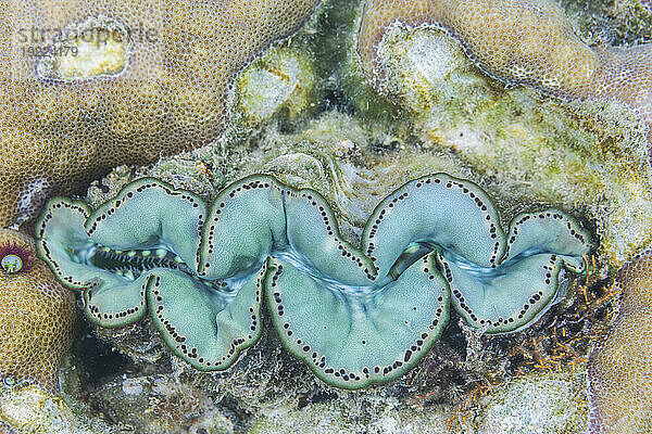 Riesige Tridacna-Muscheln  Gattung Tridacna  in den flachen Riffen vor Kawe Island  Raja Ampat  Indonesien  Südostasien  Asien