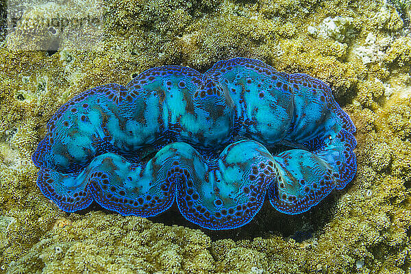 Riesige Tridacna-Muscheln  Gattung Tridacna  in den flachen Riffen vor Port Airboret  Raja Ampat  Indonesien  Südostasien  Asien