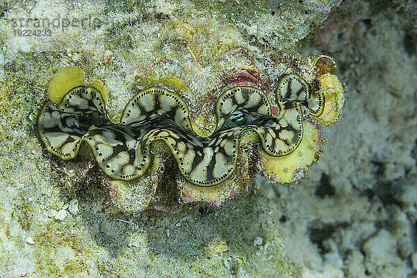 Riesige Tridacna-Muscheln  Gattung Tridacna  in den flachen Riffen vor Port Airboret  Raja Ampat  Indonesien  Südostasien  Asien