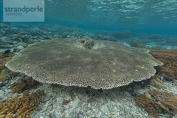 Korallen im kristallklaren Wasser in den flachen Riffen vor der Insel Bangka  vor der nordöstlichen Spitze von Sulawesi  Indonesien  Südostasien  Asien