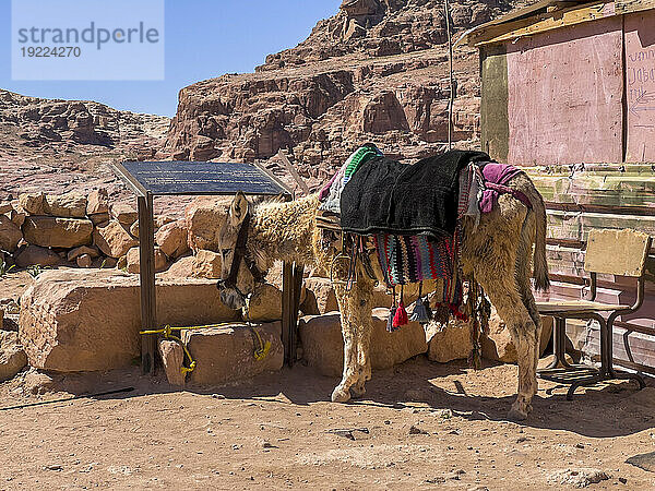 Esel im Archäologischen Park Petra  UNESCO-Weltkulturerbe  eines der neuen sieben Weltwunder  Petra  Jordanien  Naher Osten