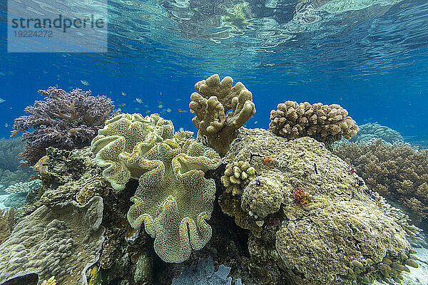 Korallen im kristallklaren Wasser in den flachen Riffen vor der Insel Bangka  vor der nordöstlichen Spitze von Sulawesi  Indonesien  Südostasien  Asien