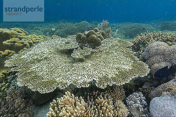 Korallen im kristallklaren Wasser in den flachen Riffen vor der Insel Bangka  vor der nordöstlichen Spitze von Sulawesi  Indonesien  Südostasien  Asien