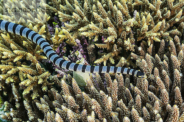 Ein erwachsener Gebänderter Seekrait (Laticauda colubrina) vor der Insel Bangka  vor der nordöstlichen Spitze von Sulawesi  Indonesien  Südostasien  Asien