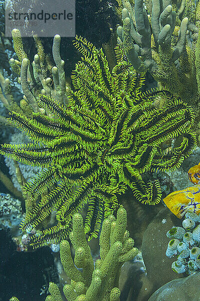 Bennetts Federstern (Oxycomanthus bennetti)  in den flachen Riffen vor Bangka Island  Indonesien  Südostasien  Asien