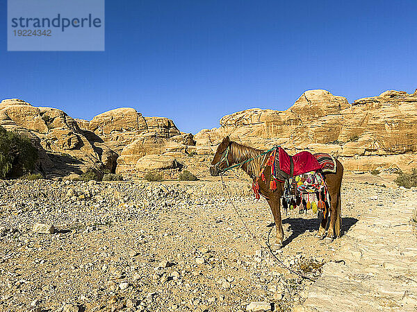 Jordanisches Pferd  Archäologischer Park Petra  UNESCO-Weltkulturerbe  eines der neuen sieben Weltwunder  Petra  Jordanien  Naher Osten