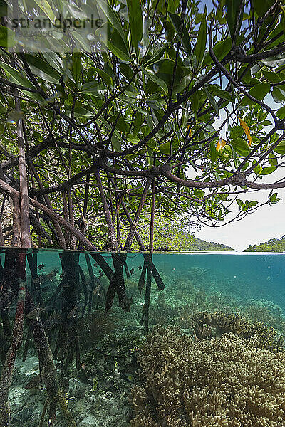 Oben/unten Ansicht der flachen Mangroven vor der Insel Bangka  vor der nordöstlichen Spitze von Sulawesi  Indonesien  Südostasien  Asien