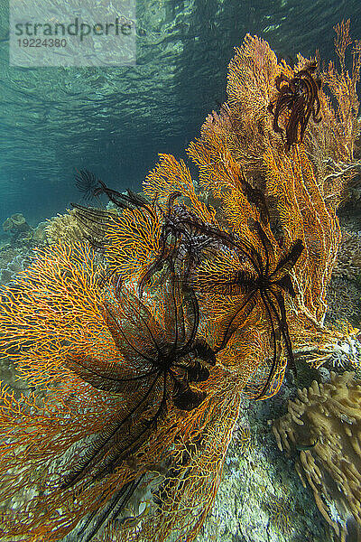 Wunderschöner Federstern (Cenometra bella)  auf Gorgonien in den flachen Riffen vor der Insel Waigeo  Raja Ampat  Indonesien  Südostasien  Asien