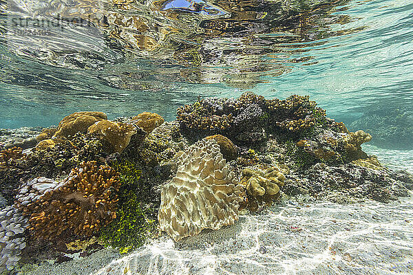 Korallen im kristallklaren Wasser in den flachen Riffen vor der Insel Bangka  vor der nordöstlichen Spitze von Sulawesi  Indonesien  Südostasien  Asien