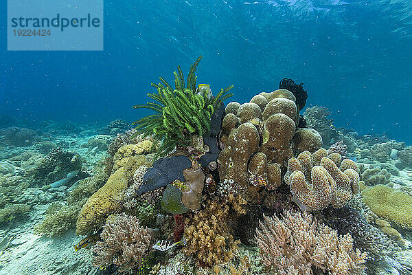 Korallen im kristallklaren Wasser in den flachen Riffen vor der Insel Bangka  vor der nordöstlichen Spitze von Sulawesi  Indonesien  Südostasien  Asien