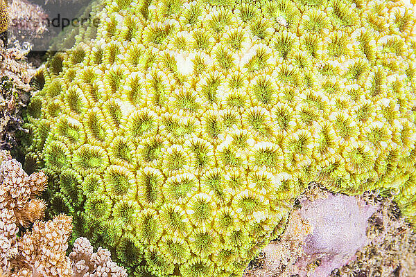 Nahaufnahme von Korallenpolypen  dem Hausriff bei Murex Bangka  Bangka Island  in der Nähe von Manado Sulawesi  Indonesien  Südostasien  Asien